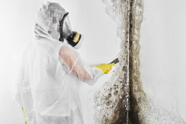 Professional Mold Removal in Bermuda Run, NC