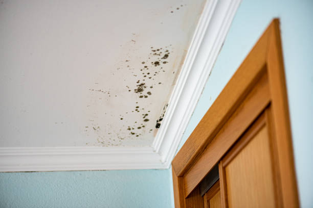 Best Affordable Mold Removal  in Bermuda Run, NC