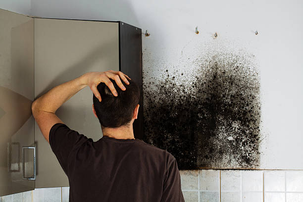 Mold Removal Process in Bermuda Run, NC